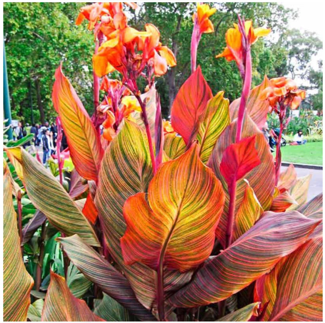 Phasion Variegated Canna Lily Baby Batts