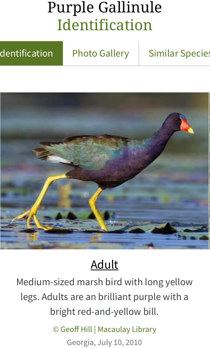 Purple Gallinule Batts